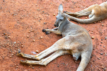 Wild red kangaroo sleeping and resting on the grass in the park
