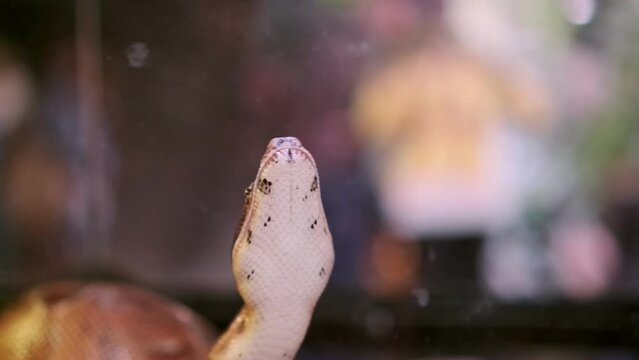 a python in a zoo looks up and pulls out its tongue close up. Scary snake, Terrarium, invertebrate animal, cold-blooded. Predator, Boa Constrictor, Scary snake. Petting zoo