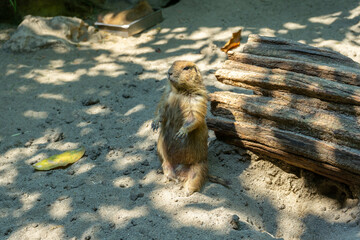 Obraz premium Prairie Dog Sits On the Edge of A Hole.