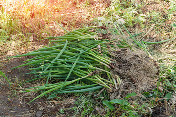 Unearthed green onions on the ground