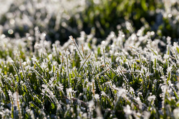grass covered with ice and frost in the winter season