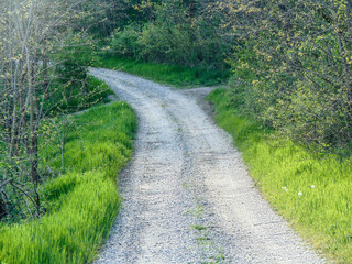 dirt road and grass on its edge in the spring - Maramures