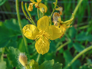 Greater Celandine (Chelidonium majus) flower in the spring - Romania
