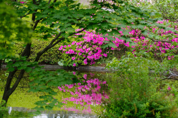 毛利庭園のツツジ