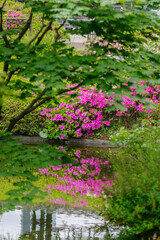 毛利庭園のツツジ