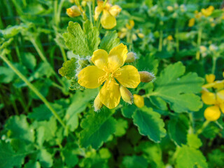 Greater Celandine (Chelidonium majus) flower in the spring - Romania