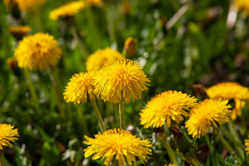 yellow beautiful dandelion flowers with seeds