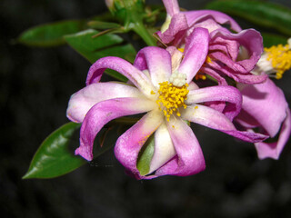 Rose cactus (Pereskia grandifolia) - closeup