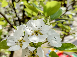 flowering pear tree in the spring - Maramures, Romania