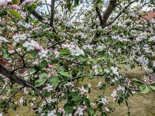 flowering apple tree in the spring - Maramures, Romania