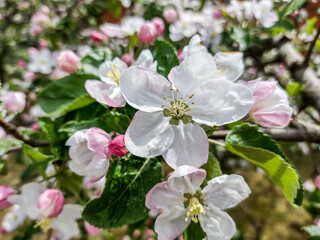 flowering apple tree in the spring - Maramures, Romania