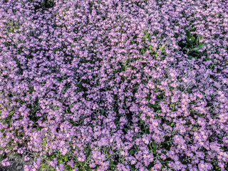 pink forget-me-not flower in the park