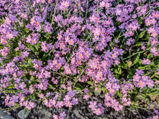 pink forget-me-not flower in the park