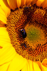 beautiful flowers sunflowers flowering time and insect pollination