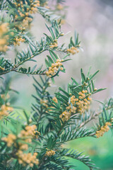 Photo of nature. Yew berry in spring during flowering. Branches.
