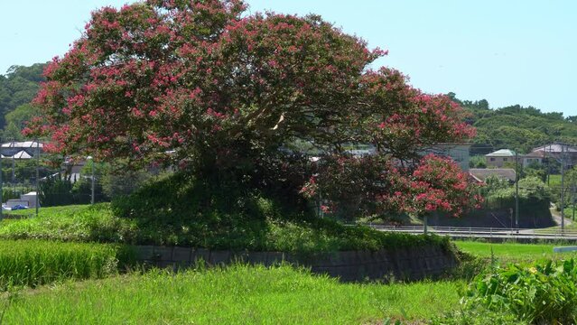 flower of the crape myrtle are in bloom in　countryside Japan. Without sounds