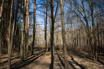 Obraz premium trees stand in a forest