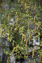 natural spring background of birch branches in the city