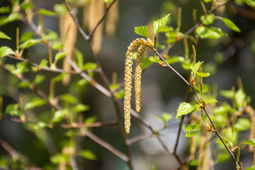 natural spring background of birch branches