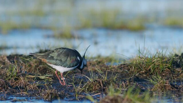Lapwing feeding on wetland with rain worm using foot-trembling movements food-seeking