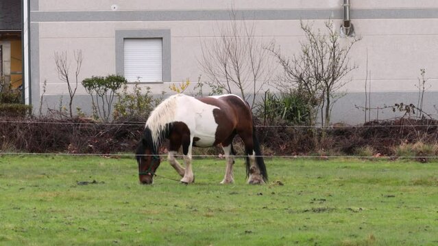 Strong white and brown horese eating green grass from a meadow next to a house.