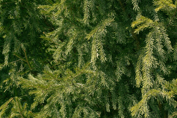 Background of fir branches close-up, beautiful natural background