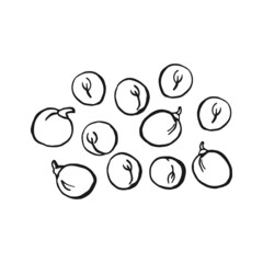 Pea pod sketch. Hand drawn illustration converted to vector. Organic food illustration isolated.