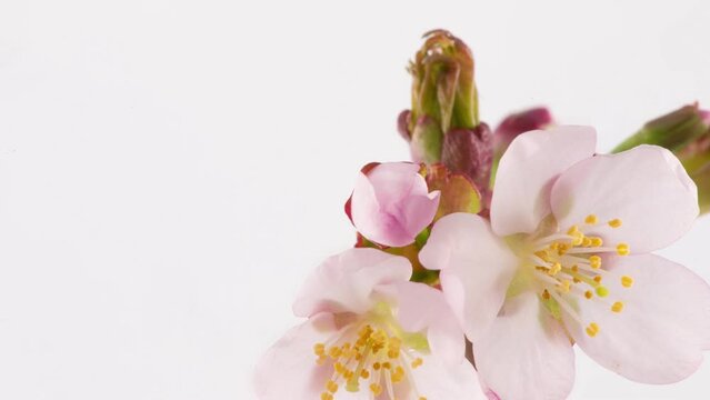 4K Time Lapse of flowering apple tree on light pink background. Spring timelapse of opening apple blooms on branch.