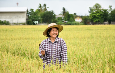 Obraz premium Asian senior female farmer holding harvest sickle in hand and smiling in the middle of the rice paddy field, happy life in agriculture concept.