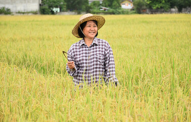 Obraz premium Asian senior female farmer holding harvest sickle in hand and smiling in the middle of the rice paddy field, happy life in agriculture concept.