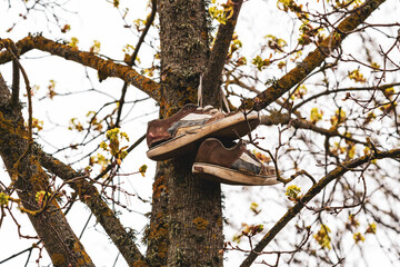 Old sneakers hang on laces on a tree branch