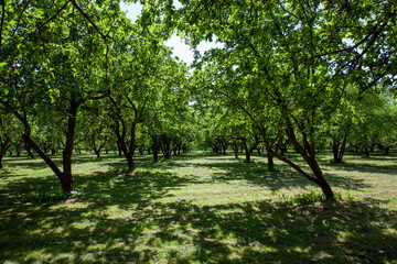 deciduous trees growing in the park in the sunny summer