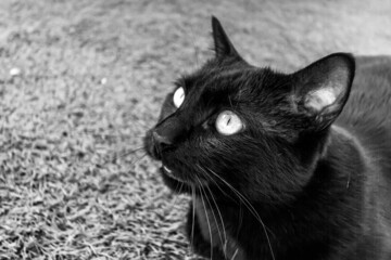 Close up of a black cat