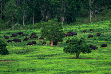 Obraz na płótnie Canvas A herd of Gaur graze on the green grassland on the rainy season.