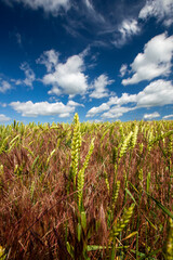 agricultural field where cereal wheat is grown