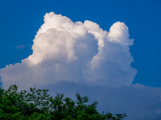 Sunlit top of the massive rain cloud, Cumulus congestus, in the blue sky above the treetops in the early evening