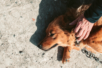 A person caresses a dog lying on the ground that is attached to a chain. Rural, village atmosphere....