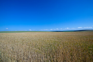 green yellow wheat cereals before harvest