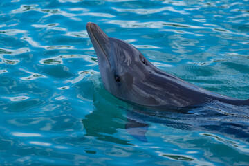 dolphin in the water