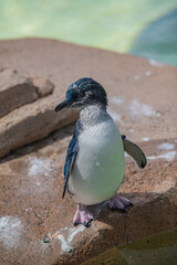 Fototapeta premium penguin on the beach