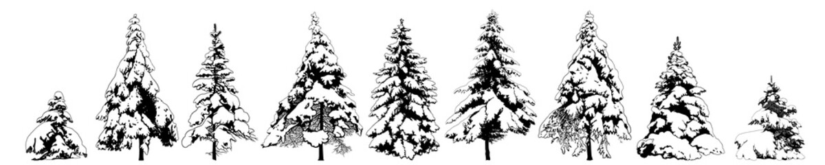 Snow Covered Spruce trees collection. Isolated vector design elements. Hand drawn  illustration in sketch style.  Nature template.Clipart.
