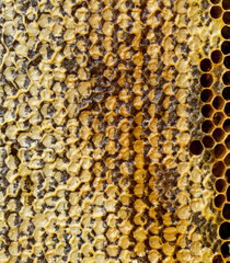 honeycomb filled with flower honey