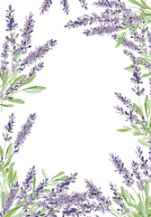 Watercolor lavender frame banner illustration. Hand painted vintage violet flowers with stem isolated on white background. Spring wildflowers illustration for wedding invitation, design logo