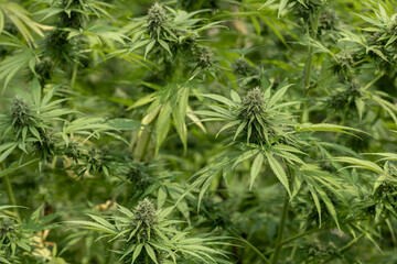 Marijuana or Cannabis Leaf background, Growing organic cannabis background herb on the farm, Cannabis leaves of a plant.