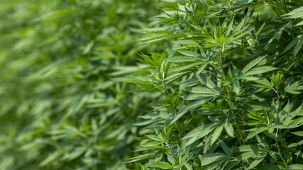 Marijuana or Cannabis Leaf background, Growing organic cannabis background herb on the farm, Cannabis leaves of a plant.
