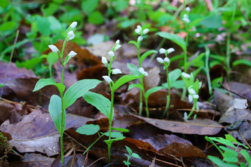 Obraz premium ギンラン