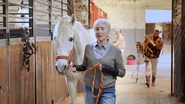 Experienced elderly female farmer holding reins leading white horse through stable. Horse breeding concept