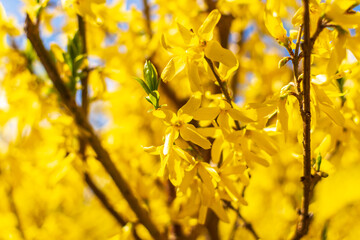 Yellow Forsythia Flowers Macro Photo