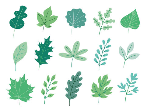 Spring or summer set of different green leaves . Vector illustration clipart