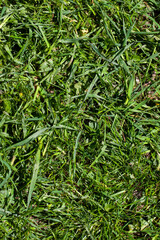 sluggish and dried grass during the harvesting of hay for agriculture